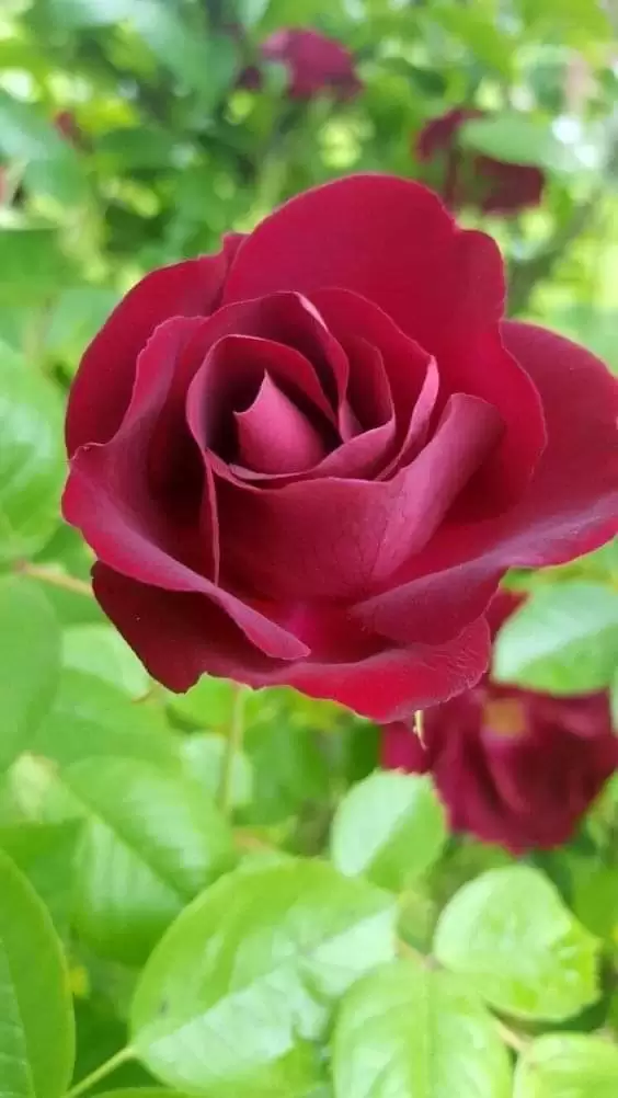 NGƯỢC CHIỀU YÊU