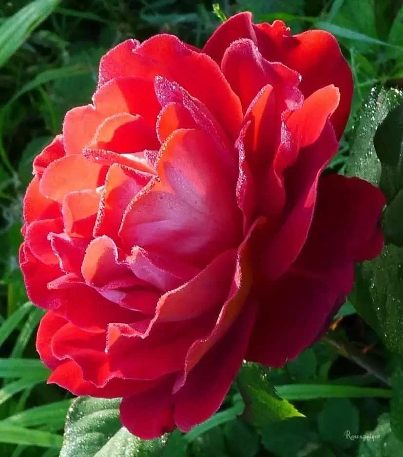 THÀ MỘT LẦN ĐAU