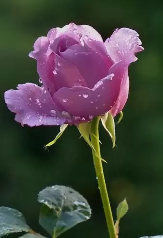 PHÍA SAU NỤ CƯỜI