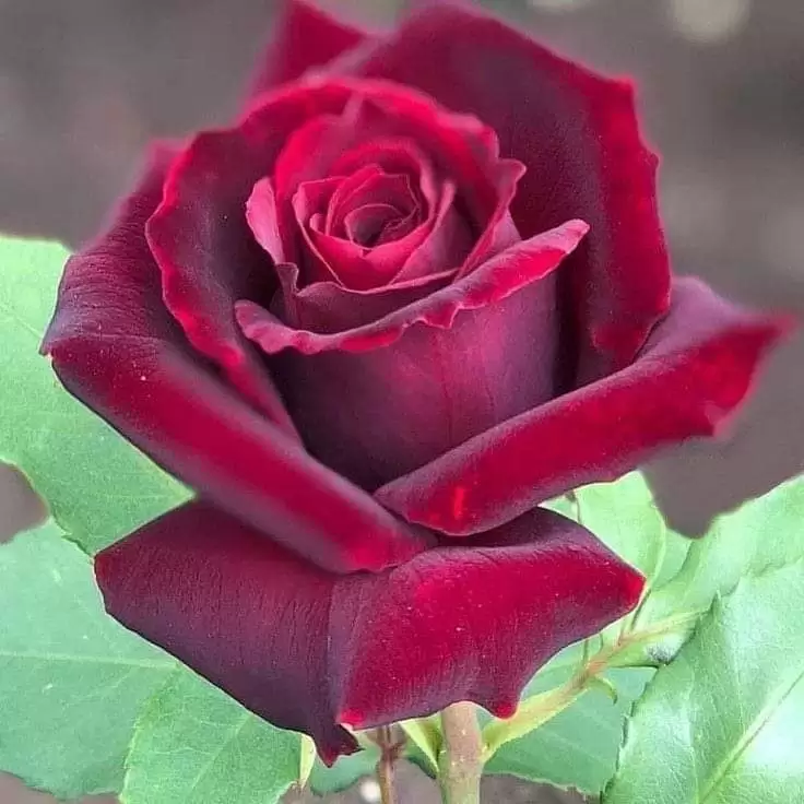 THƯƠNG MỘT NGƯỜI KHÔNG THỂ Ở BÊN