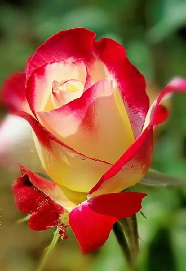 CÓ MỘT TÌNH YÊU CHỈ ĐỂ DÀNH ẤP Ủ