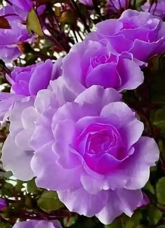 MỘNG ĐƠN PHƯƠNG