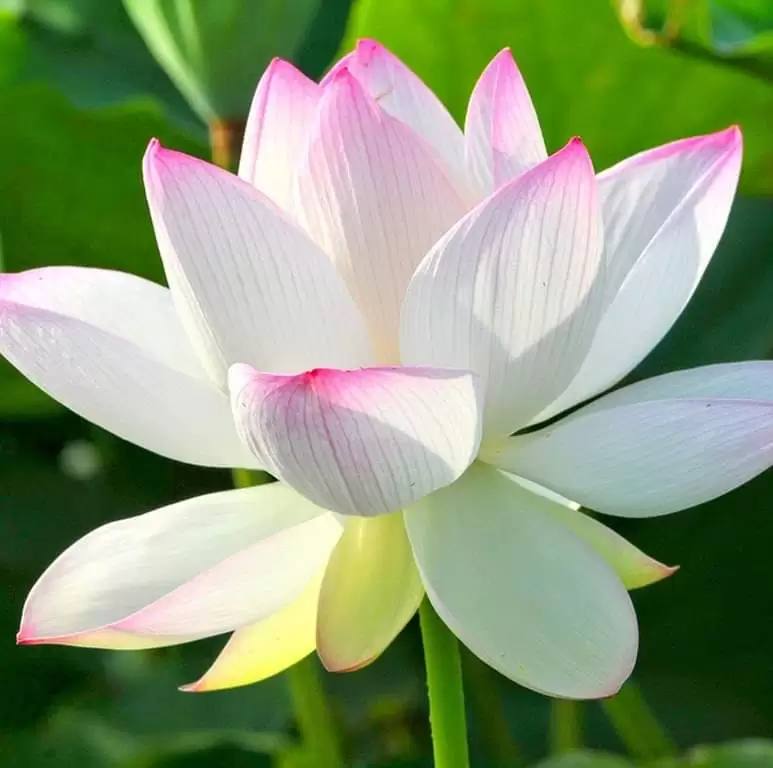 ĐẸP MÃI TUỔI BỐN MƯƠI