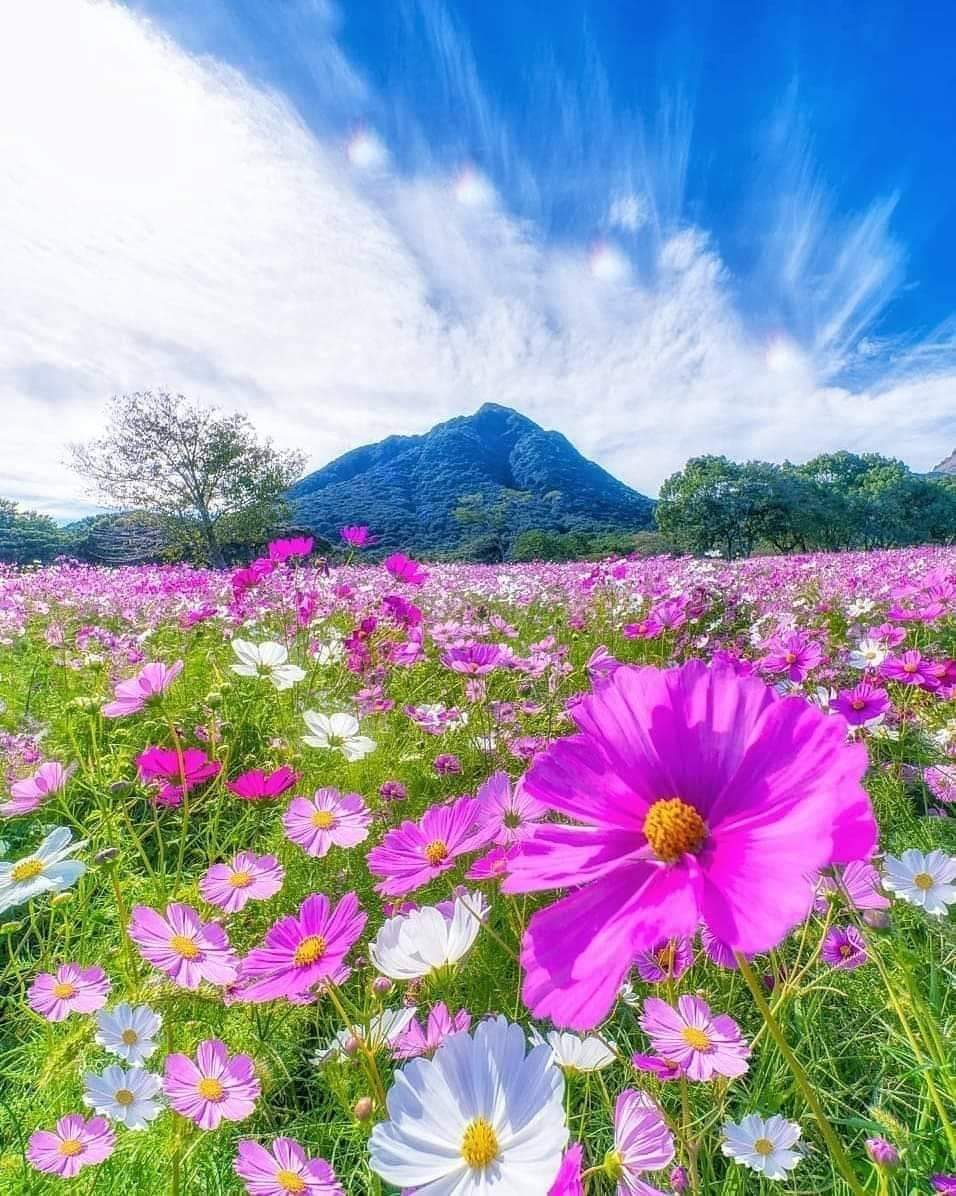 GIỮA HAI CHIỀU QUÊN NHỚ