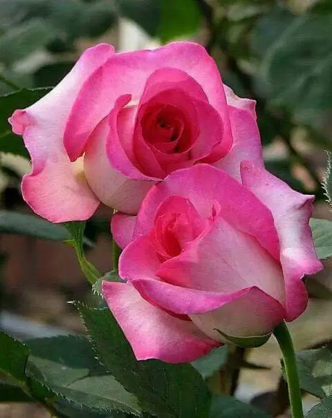 NỖI NIỀM TRI KỶ