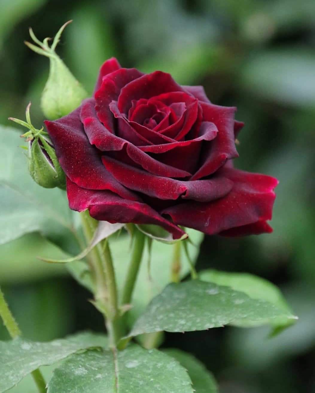 EM CHỈ CẦN THẾ THÔI