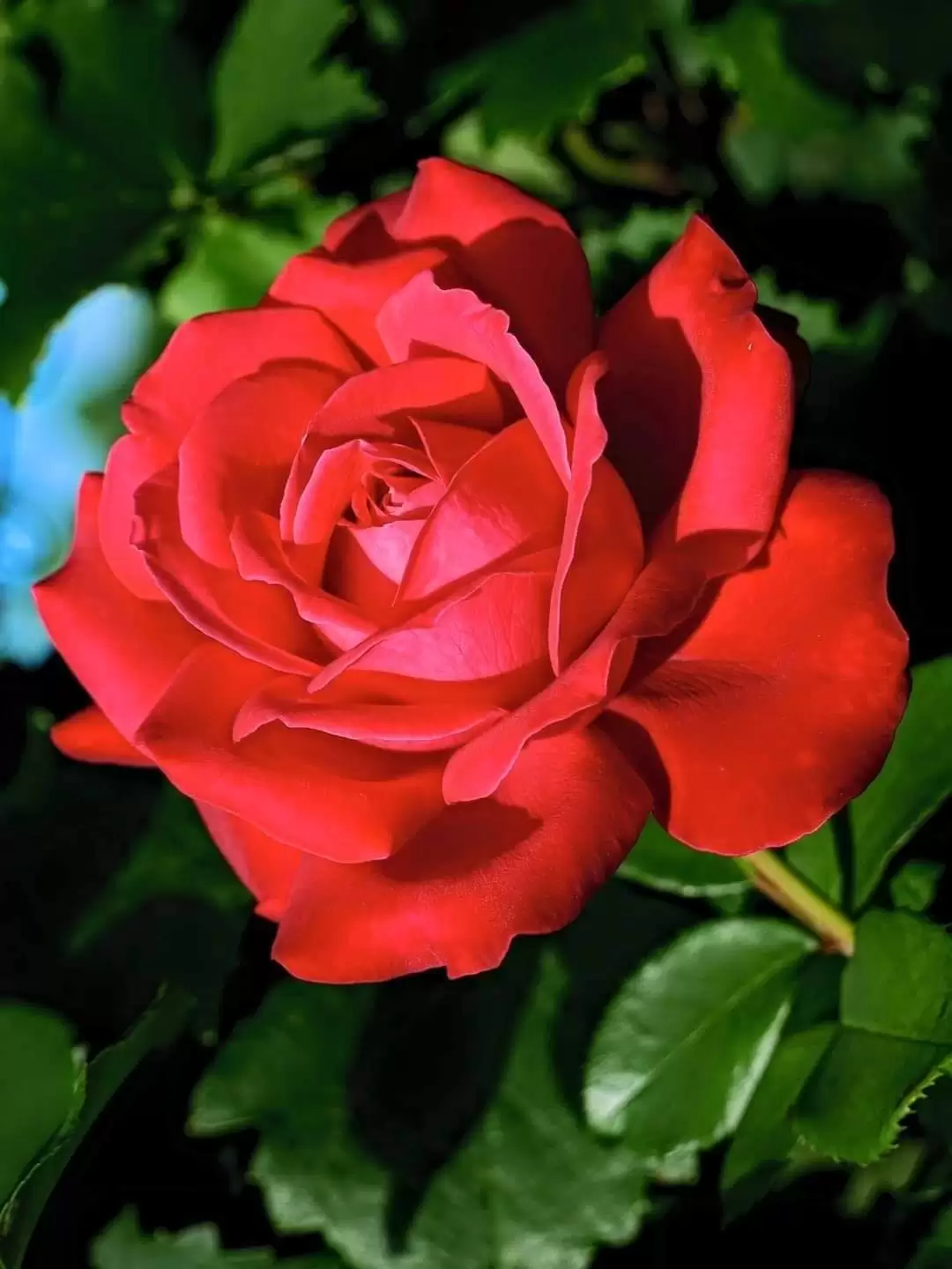 NỖI ĐAU KHÔNG CÓ TUỔI