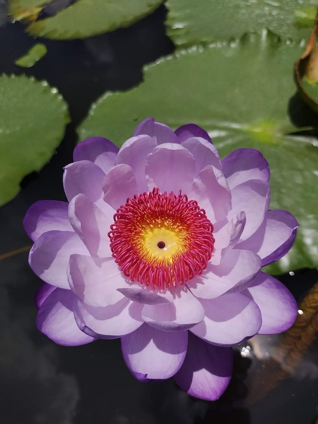 CÓ MỘT KIỂU NGƯỜI