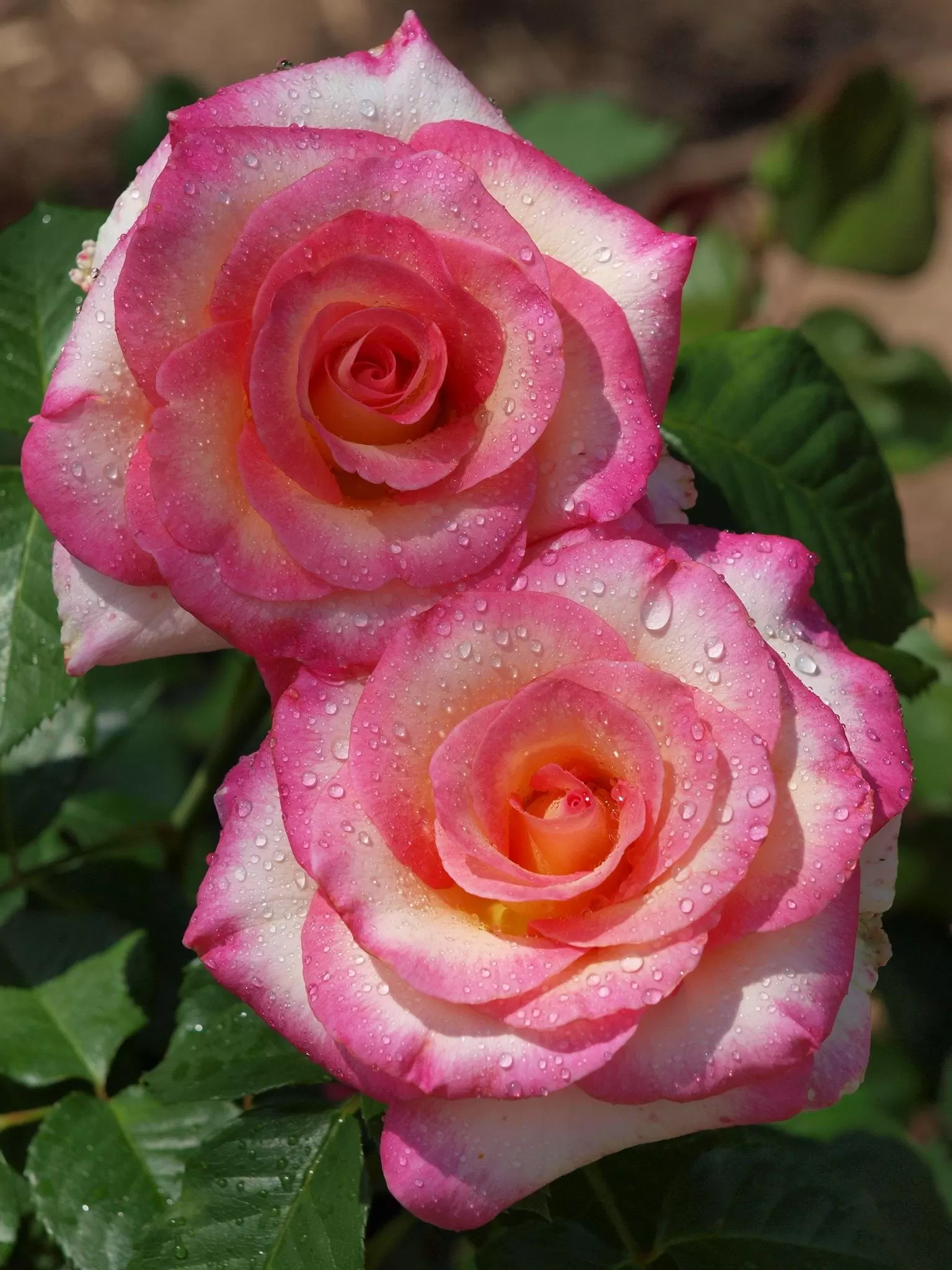 CHỈ MUỐN ĐƯỢC MỘT LẦN ÔM ANH KHÓC