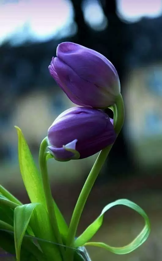 CÓ THỂ VÌ EM MÀ HẠNH PHÚC KHÔNG ANH?