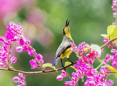 ĐỢI CHỜ MÙA XUÂN