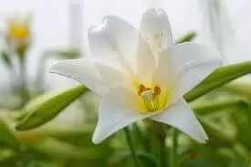 Và những đóa loa kèn đã nở