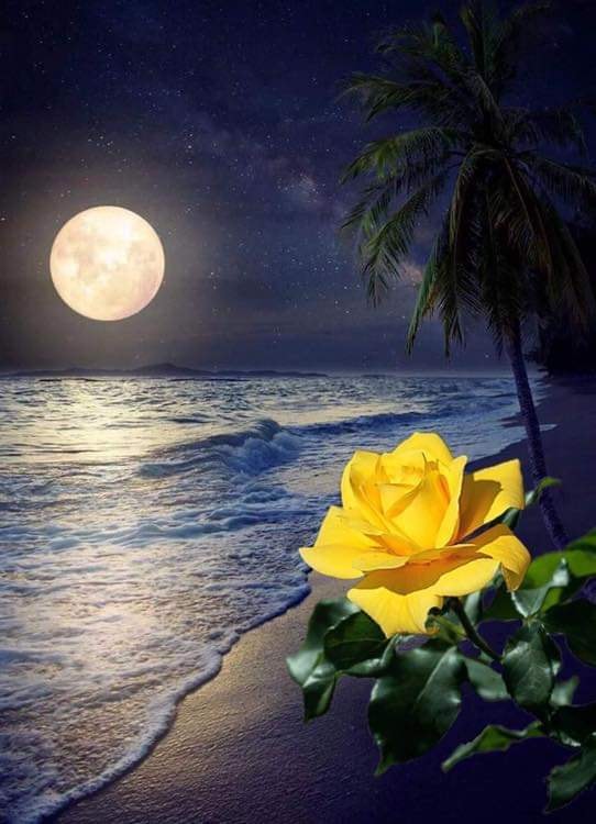 NGƯỜI THƯƠNG