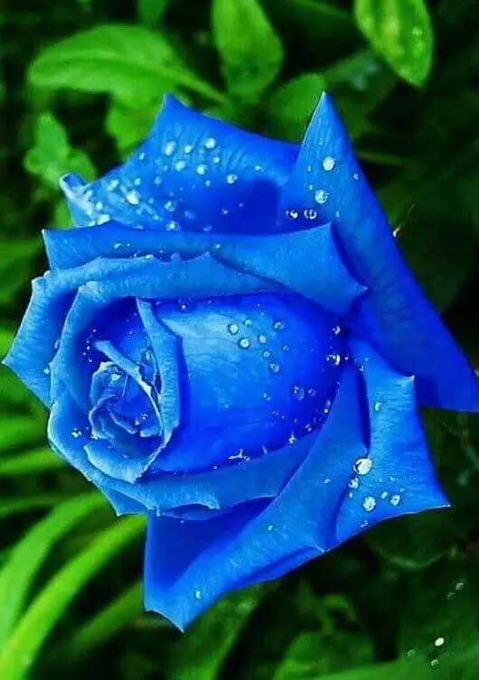 EM NGHE LỆ ĐÃ RƠI