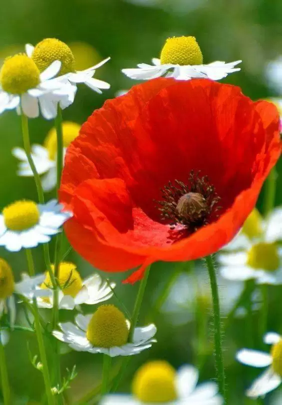 RỒI CŨNG PHẢI QUÊN