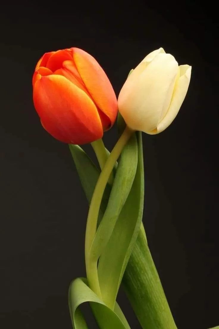 CÓ EM RỒI, MỌI CHUYỆN ĐỂ EM LO