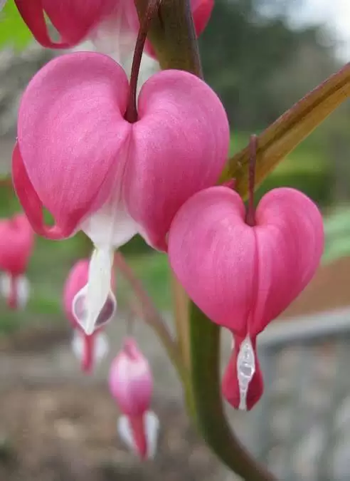 BẬT KHÓC TRONG MƠ