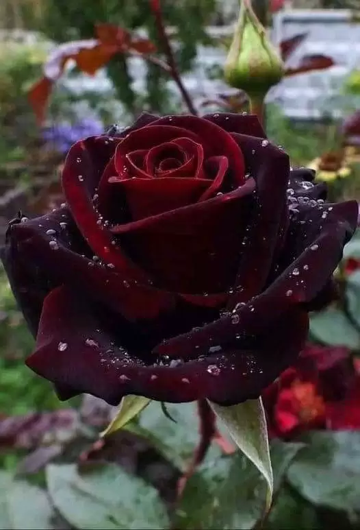 ĐÚNG NGƯỜI SAI THỜI ĐIỂM (2)