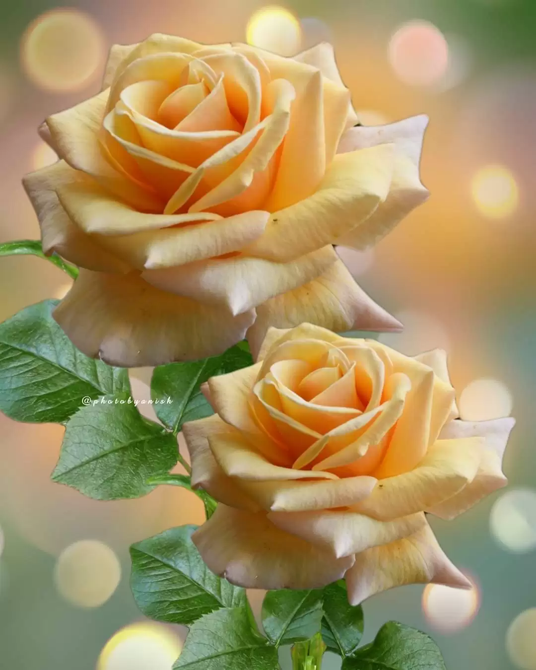 LƯNG CHỪNG YÊU THƯƠNG