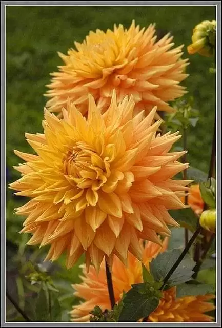 NẾU CÓ BUỒN CŨNG ĐỪNG KHÓC NHA EM