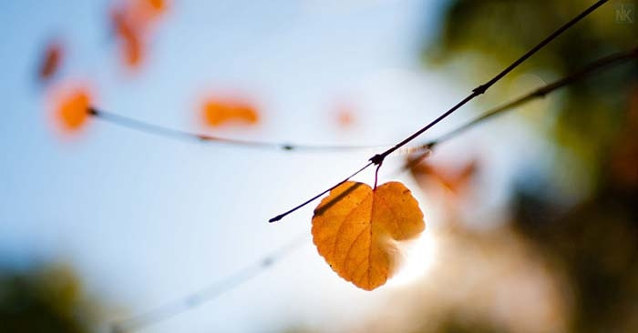 Nhớ thương năm cũ