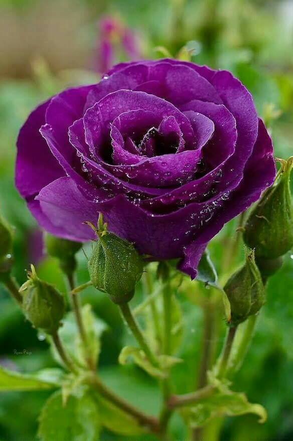 YÊU KHÔNG NUỐI TIẾC