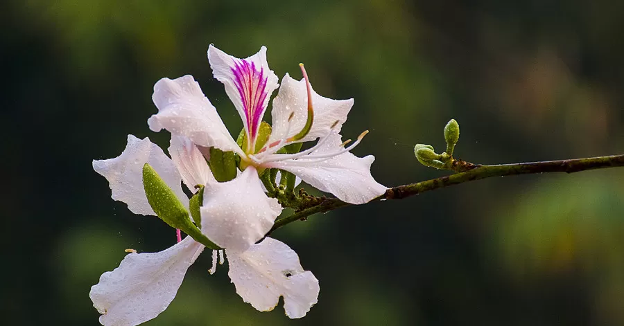 CHUYỆN TÌNH HOA BAN TRẮNG