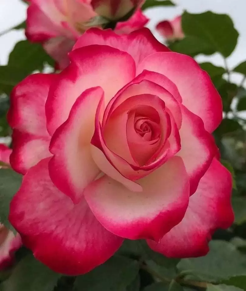 EM NHỚ ANH VÔ CÙNG