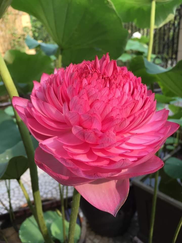 TRÂN TRỌNG HIỆN TẠI