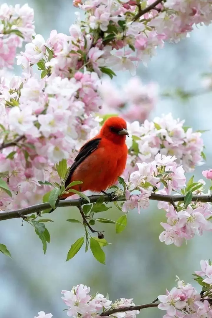 Những Câu Thơ Hay