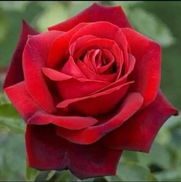 CÓ CUỘC TÌNH KHÔNG ĐƯỢC GỌI TÌNH YÊU