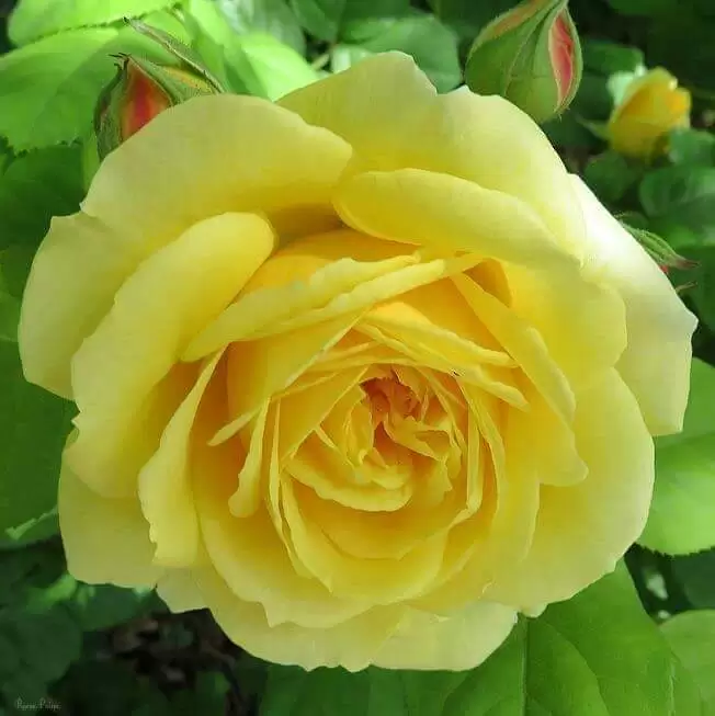 HÃY YÊU EM BẰNG TÌNH CẢM CHÂN THÀNH