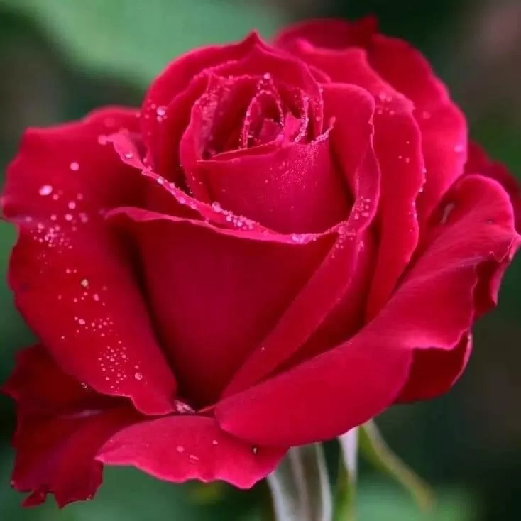 LẦN CUỐI TÌNH ƠI