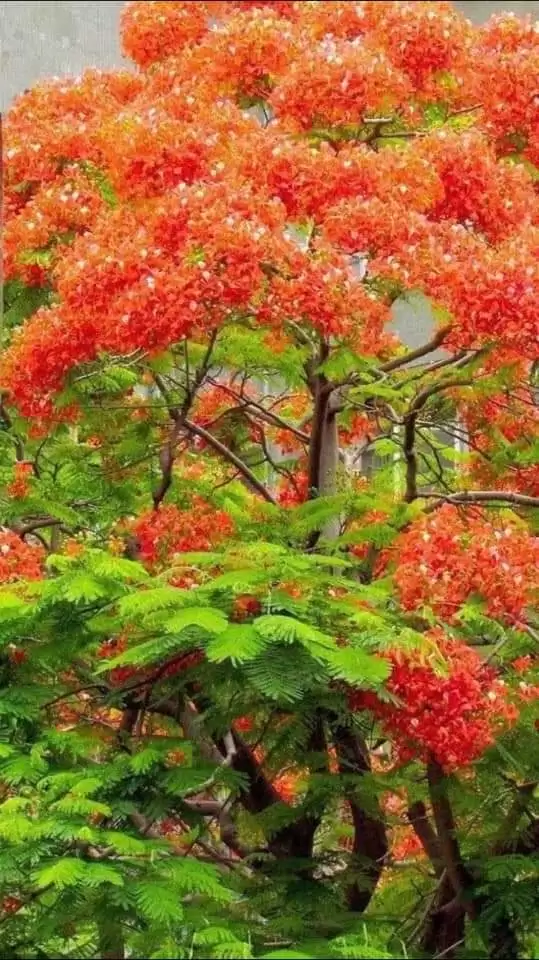 LỜI TỰ TÌNH THÁNG NĂM