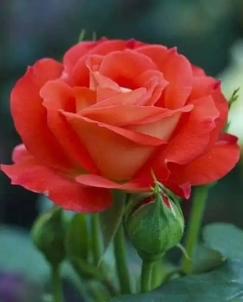 NGÂN MÃI TƠ LÒNG