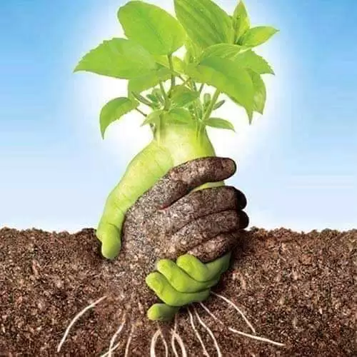 TÌNH CÂY VÀ ĐẤT