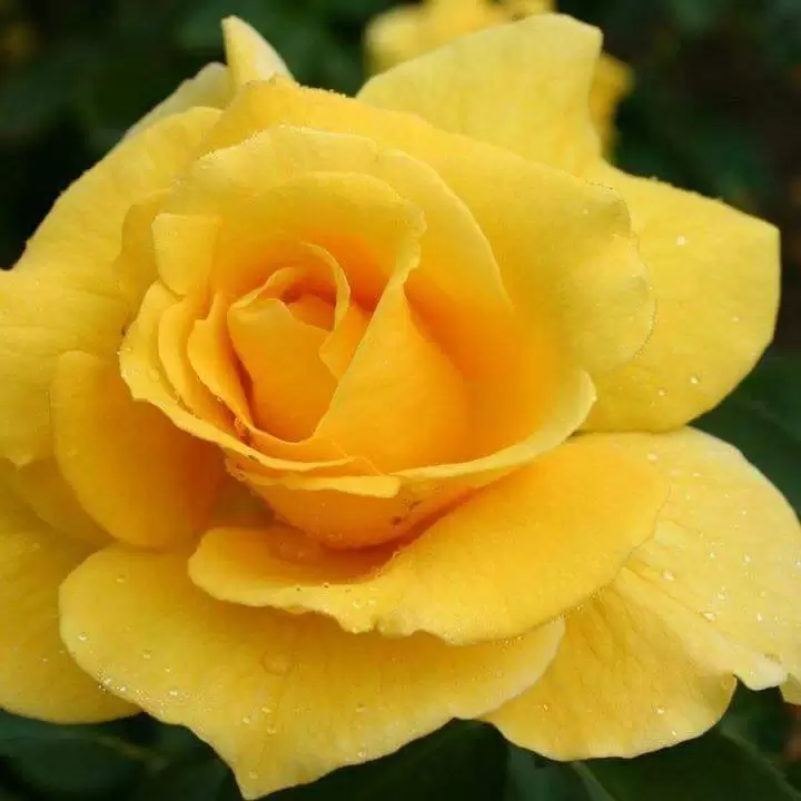 TRẢ LẠI YÊU THƯƠNG