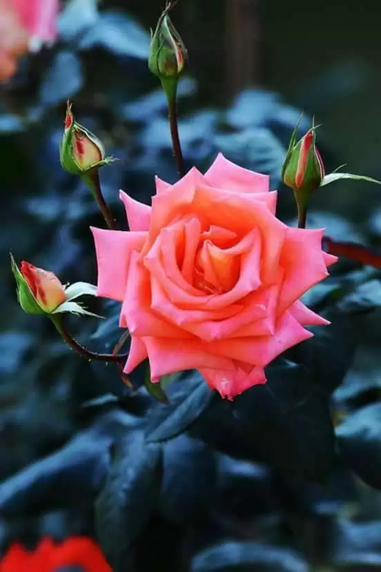 HÔM NAY EM MỆT LẮM