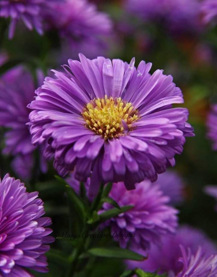 XIN ĐÓNG CỬA TRÁI TIM