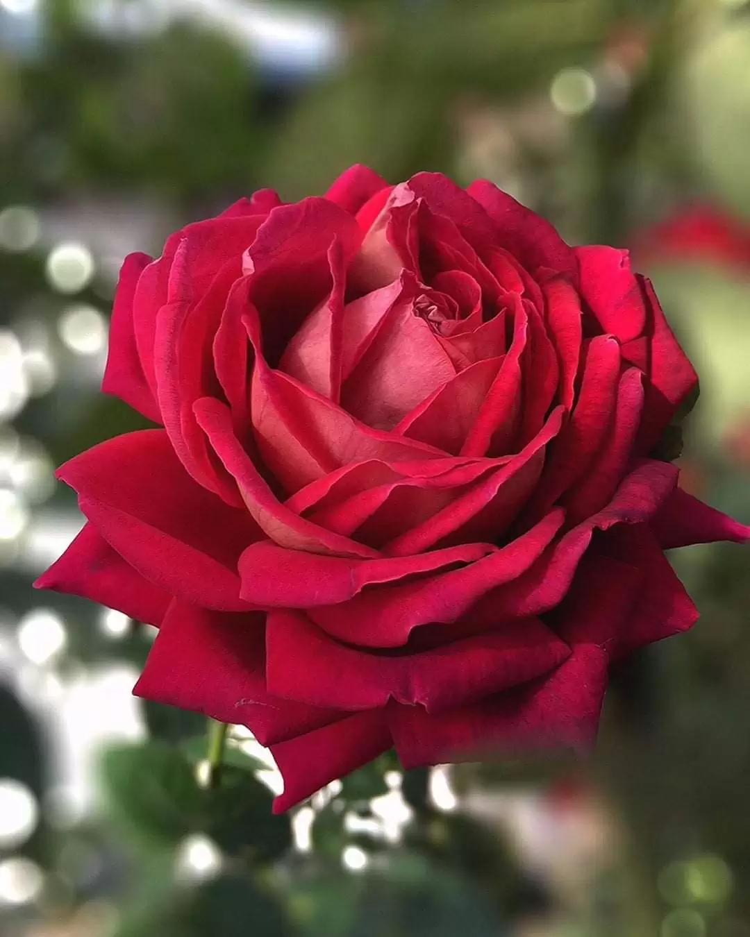 EM ƠI ĐỪNG LỤY TÌNH