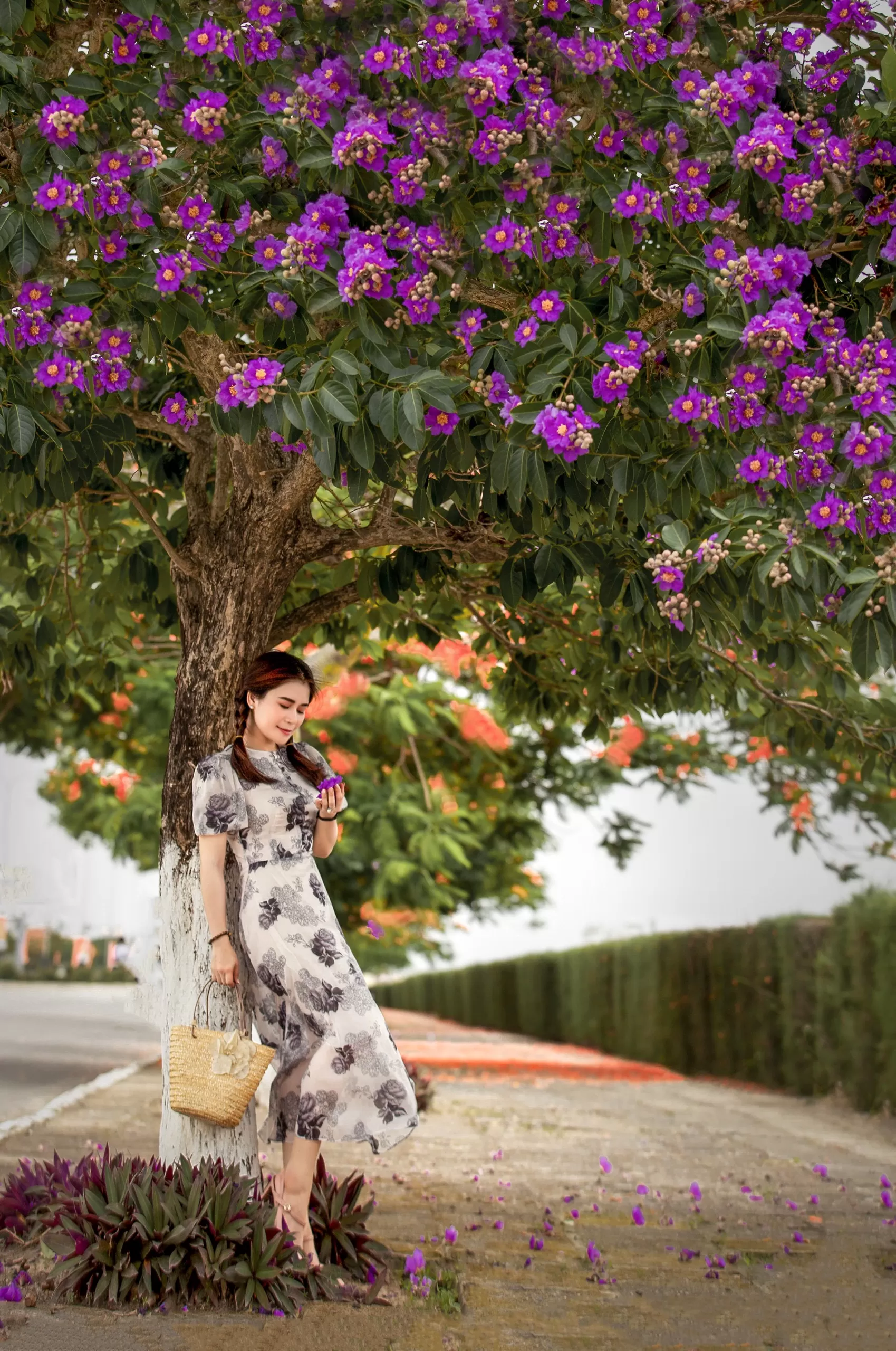 LỖI HẸN MÙA BẰNG LĂNG