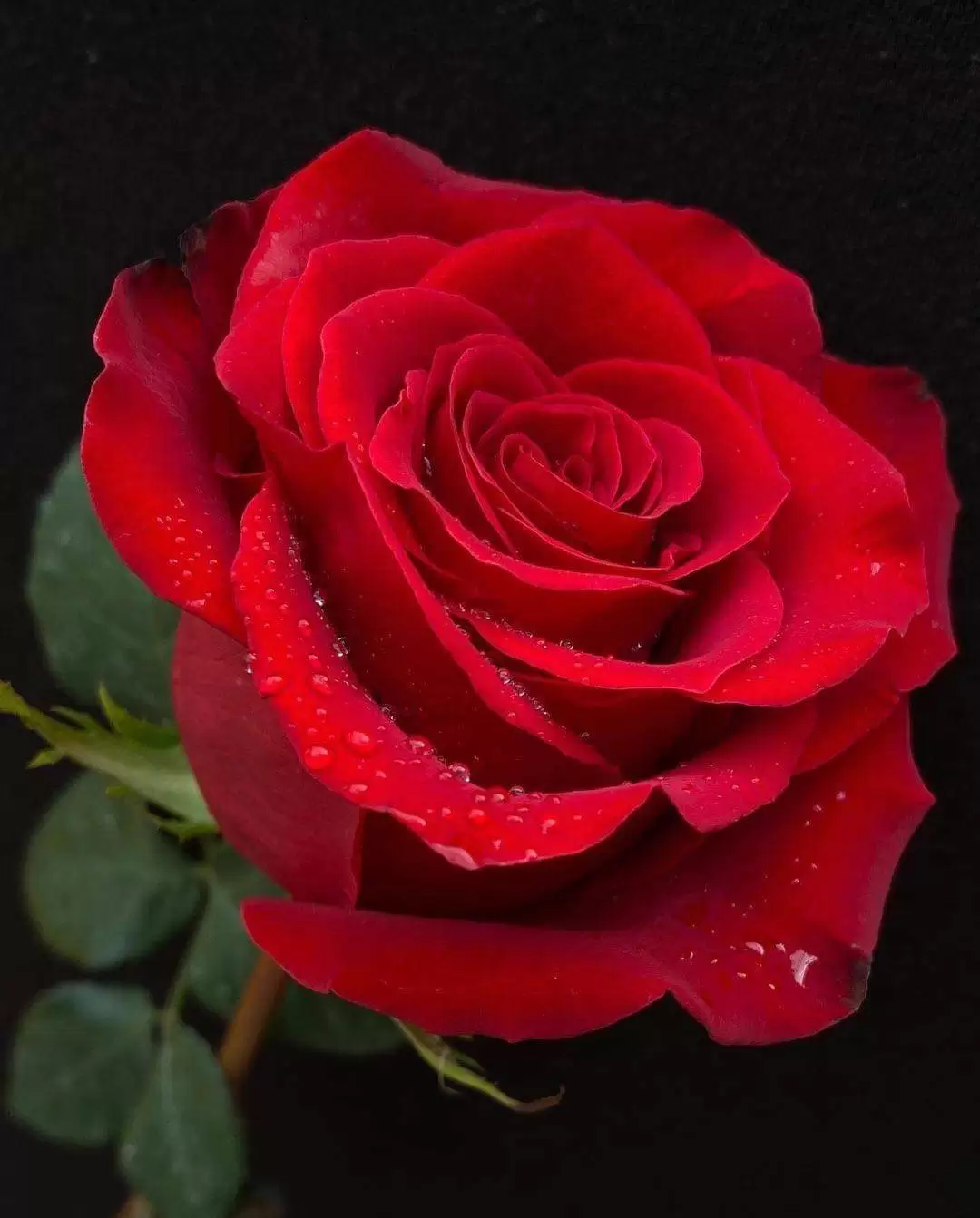 MẤT ANH RỒI EM KHÔNG THƯƠNG AI NỮA