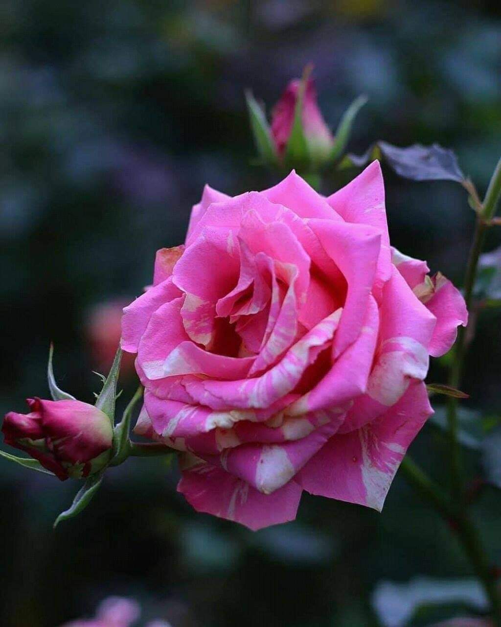 KIẾP NÀY EM XIN NỢ