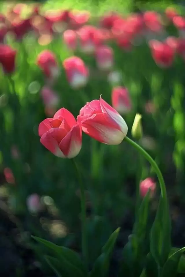 EM ĐÃ CỐ QUÊN..!