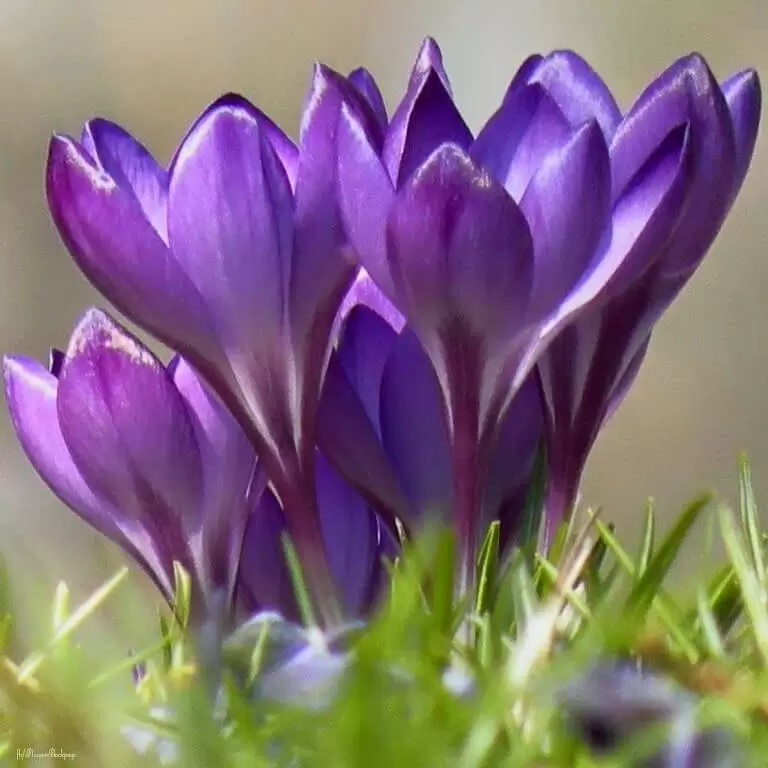 CHUYỆN TÌNH MÌNH CHỈ THẾ THÔI