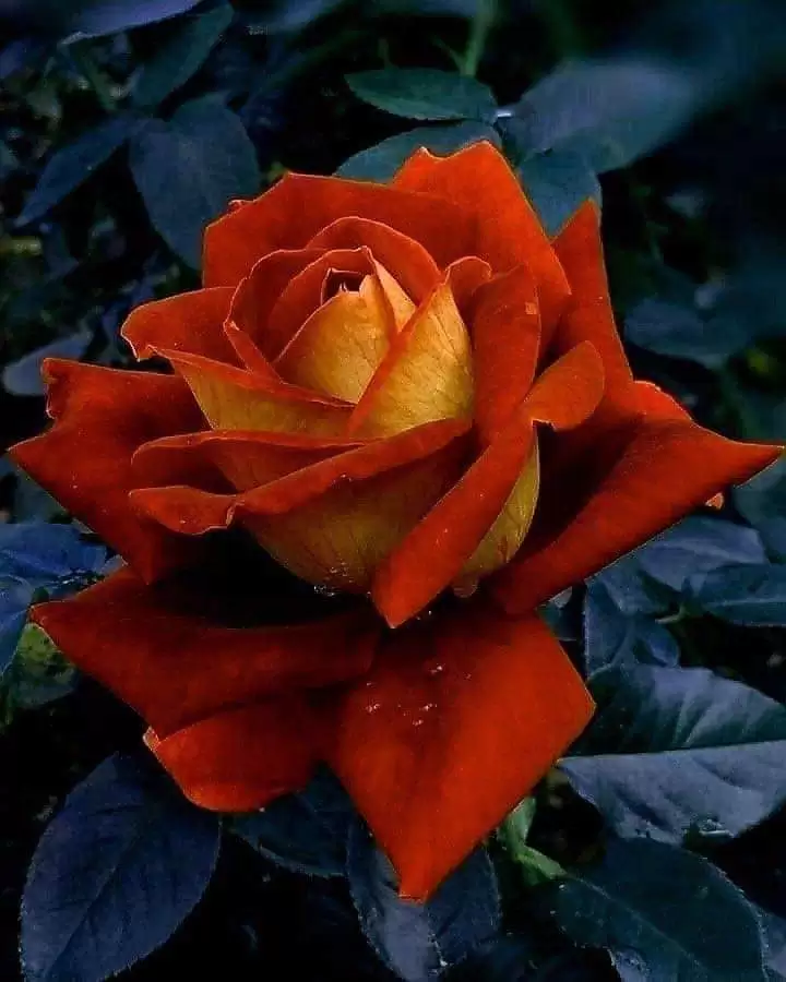 YÊU BAO NHIÊU CHO VỪA?