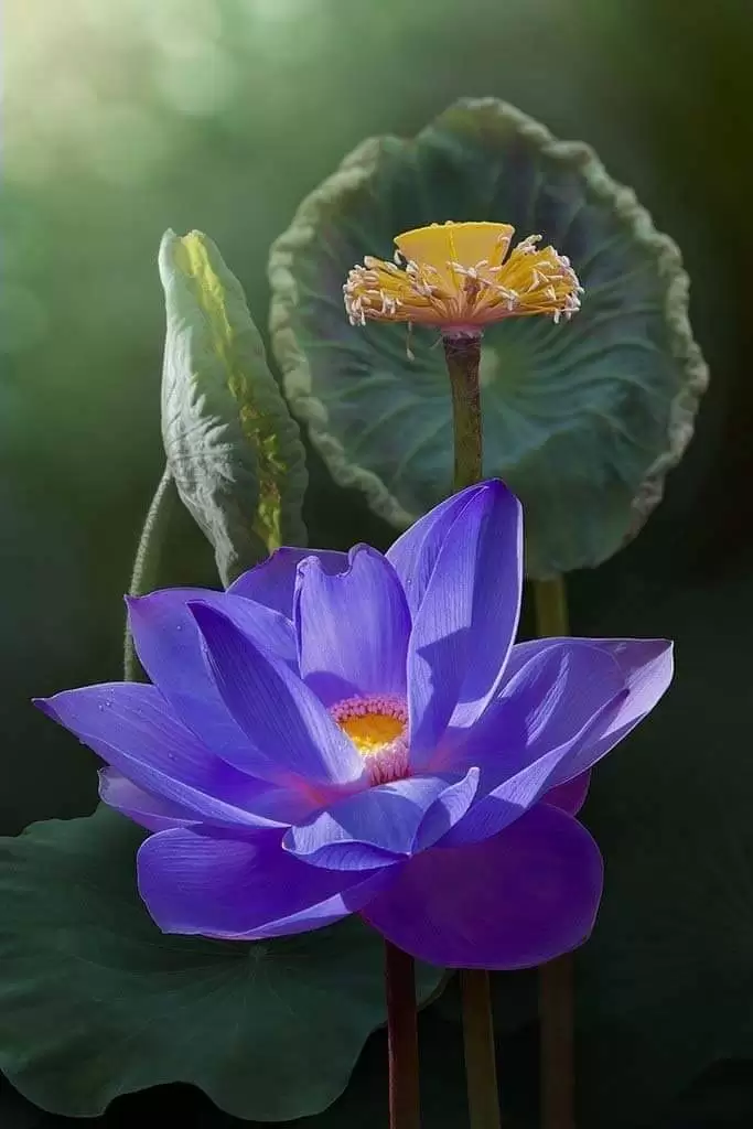 PHẢI LÒNG VỚI CÔ ĐƠN