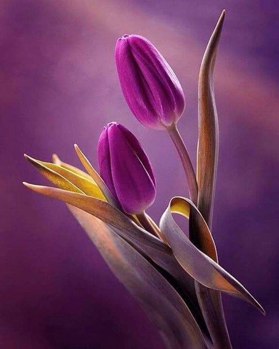 THÔI ĐỪNG THƯƠNG NHỚ