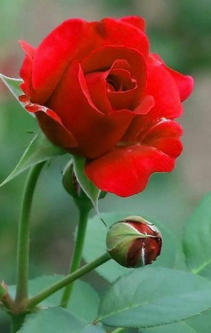 CÓ MỘT NGƯỜI TỪNG NÓI RẤT YÊU TÔI