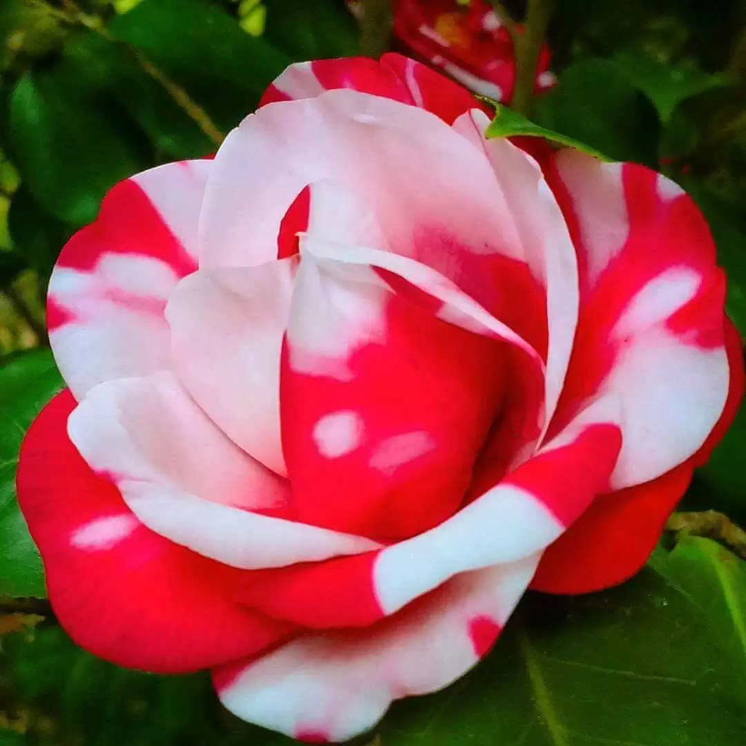 TÔI THƯƠNG EM BIẾT BAO NHIÊU